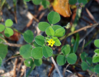 [The lobes of the clover are huge in comparison to the tiny yellow bloom projecting above them. The bloom is more like a clump of crumpled yellow paper than petals on a bloom. Eached leafed section on the stem below the bloom has three leaves.]